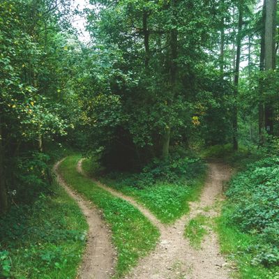 A wooded area with two paths, divided by a tree. 